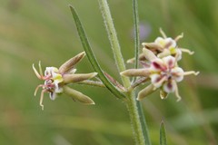 Miraglossum pulchellum