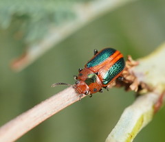 Calomela curtisi