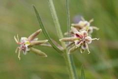 Miraglossum pulchellum