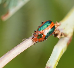Calomela curtisi