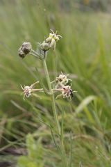 Miraglossum pulchellum