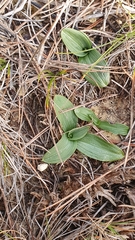 Ophrys sphegodes massiliensis