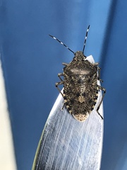 Rhaphigaster nebulosa