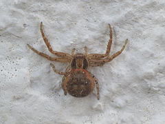 Xysticus lanio