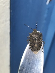 Rhaphigaster nebulosa