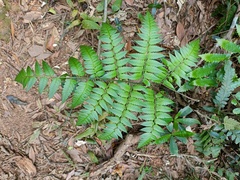 Diplazium taiwanense