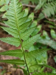 Diplazium taiwanense