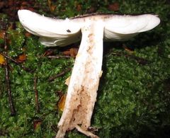 Amanita nothofagi