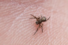 Hyptiotes flavidus