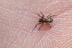 Hyptiotes flavidus