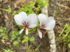 Pelargonium longicaule