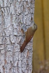 Dendrocolaptes platyrostris