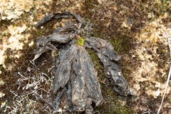 Pinguicula caussensis