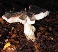 Amanita nothofagi