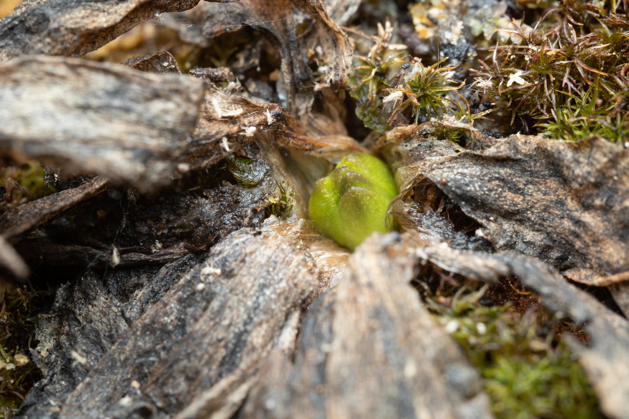 Pinguicula caussensis (Casper) Roccia 2