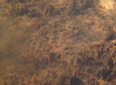 Hyphessobrycon eques