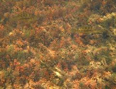 Satanoperca pappaterra