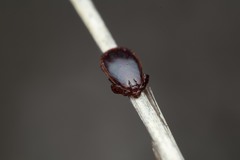 Haemaphysalis punctata