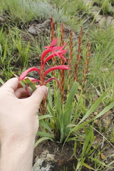 Watsonia gladioloides