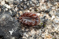 Haemaphysalis punctata