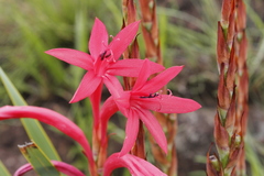 Watsonia gladioloides