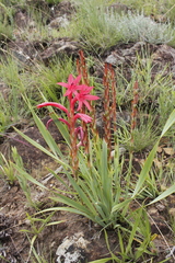 Watsonia gladioloides