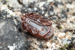 Haemaphysalis punctata