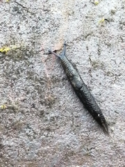Stylommatophora
