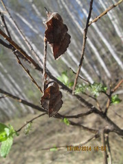 Phyllodesma japonica