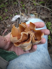Discinaceae