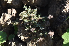 Polycarpaea latifolia