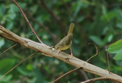 Geothlypis trichas
