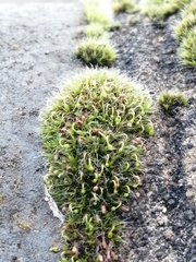 Grimmia pulvinata