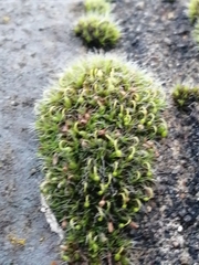 Grimmia pulvinata