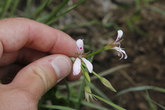Pelargonium ranunculophyllum