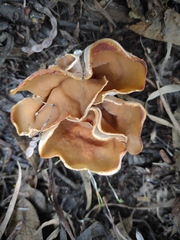 Discinaceae