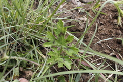Pelargonium ranunculophyllum