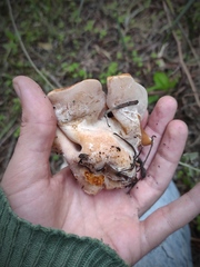 Discinaceae