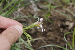 Pelargonium ranunculophyllum