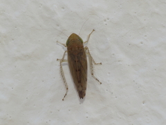 Synophropsis lauri