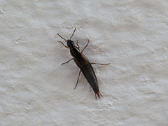 Raphirus
