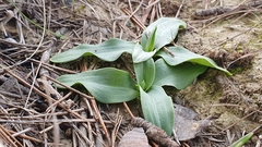 Ophrys sphegodes massiliensis