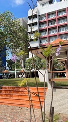 Jacaranda obtusifolia