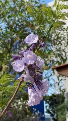 Jacaranda obtusifolia