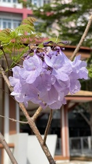 Jacaranda obtusifolia