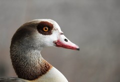 Alopochen aegyptiaca