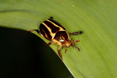 Pelidnota liturella