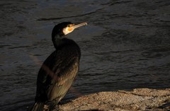 Phalacrocorax carbo