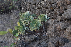Aeonium hierrense
