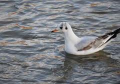 Chroicocephalus ridibundus